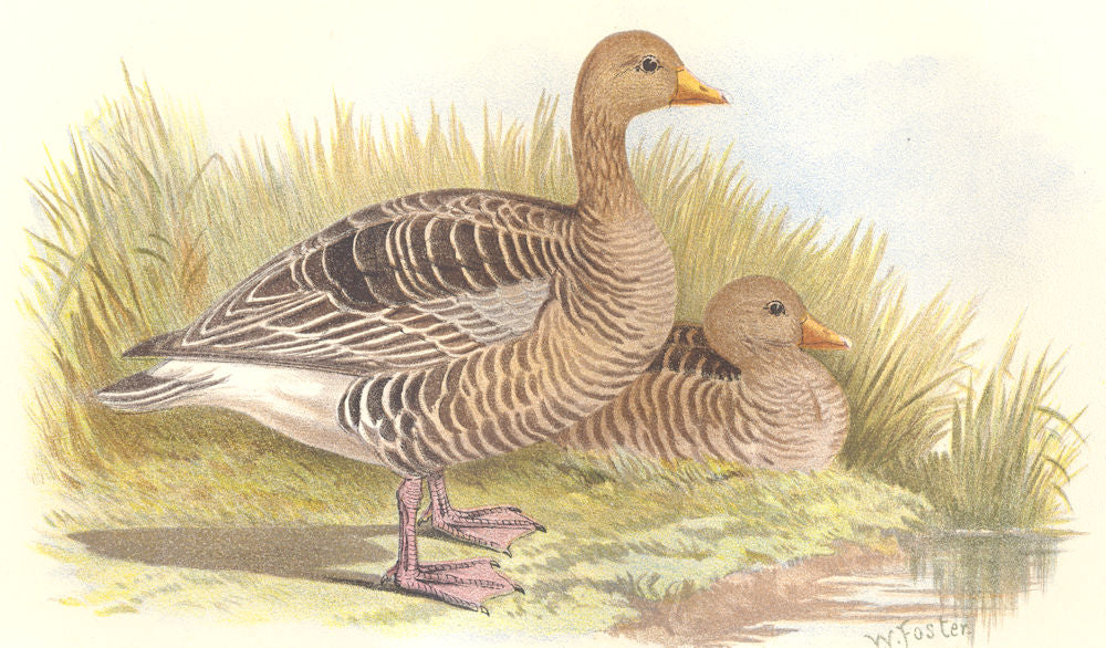 INDIAN GAME BIRDS. Grey-Lag Goose (Anser Cinereus). Chromolithograph. FINN 1915
